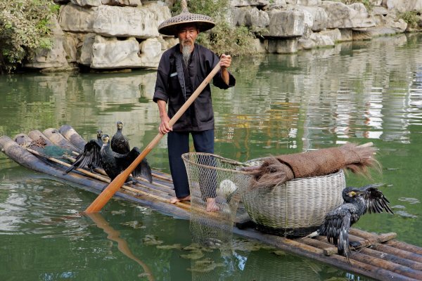 Guilin visser